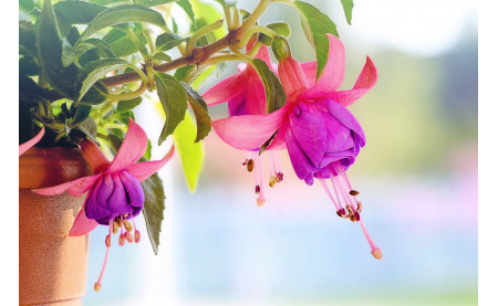 Jak dbać o kwiaty donicowe ?