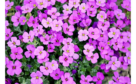 Dlaczego nawadnianie jest tak ważne dla trawnika?