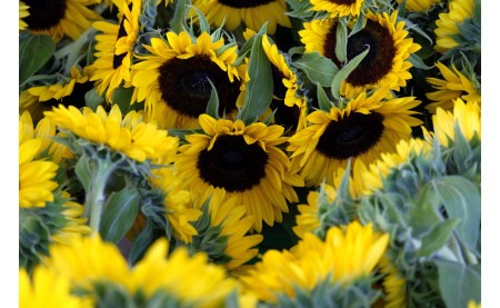 Jak przygotować ogród do zimy?